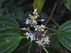 Miconia subseriata