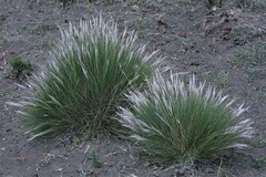 Pappostipa humilis