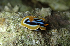 Chromodoris quadricolor