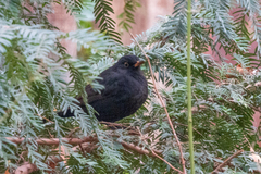 Turdus merula