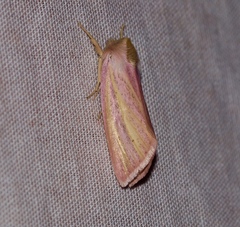 Timora rosacea