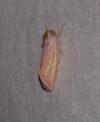 Timora rosacea