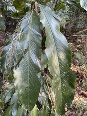 Alpinia uraiensis