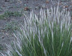 Pappostipa humilis