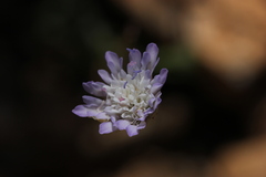Knautia integrifolia