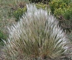 Pappostipa humilis