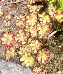 Drosera admirabilis