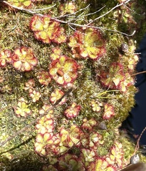 Drosera admirabilis