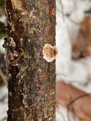 Stereum sanguinolentum