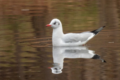 Chroicocephalus ridibundus