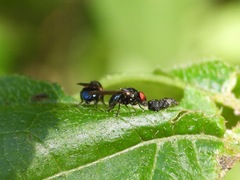 Neosilba