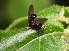 Neosilba