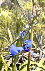 Disa graminifolia