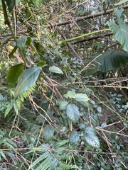 Causonis corniculata