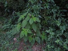 Miconia subseriata