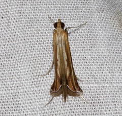 Euclasta defamatalis