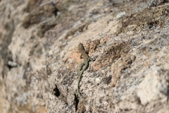 Podarcis guadarramae guadarramae