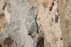 Podarcis guadarramae guadarramae