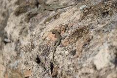 Podarcis guadarramae guadarramae