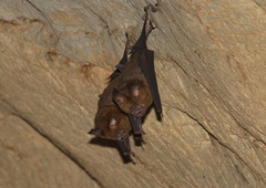 Hipposideros armiger