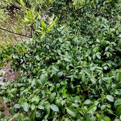 Derris trifoliata