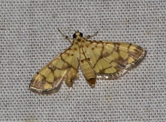 Pardomima amyntusalis
