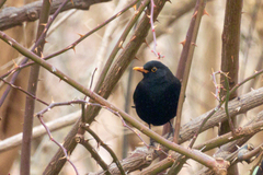 Turdus merula