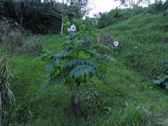 Dahlia imperialis