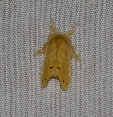 Artaxa guttata