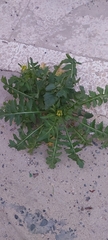 Sisymbrium irio