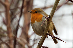 Erithacus rubecula