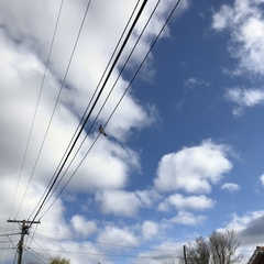 Hemiphaga novaeseelandiae