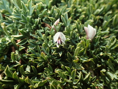 Trifolium nanum