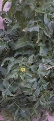 Sisymbrium irio