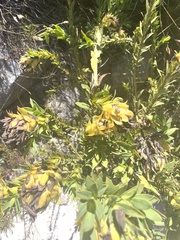 Liparia splendens splendens