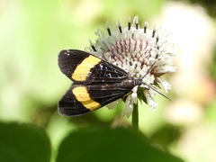 Aclytia heber