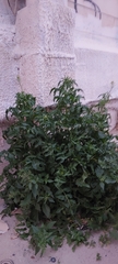 Sisymbrium irio