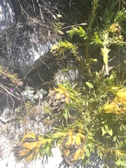 Liparia splendens splendens