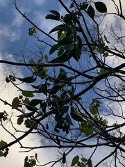 Neoalsomitra clavigera