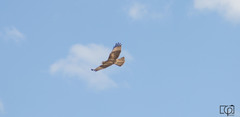 Buteo jamaicensis