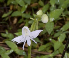 Habenaria grandifloriformis