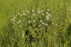 Clematis integrifolia