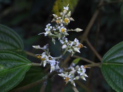 Miconia subseriata