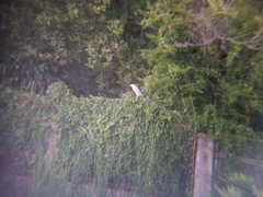 Nycticorax nycticorax