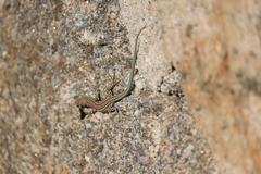 Podarcis guadarramae guadarramae