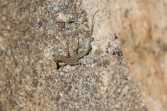 Podarcis guadarramae guadarramae