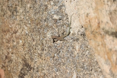 Podarcis guadarramae guadarramae