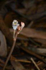 Didymoplexis micradenia