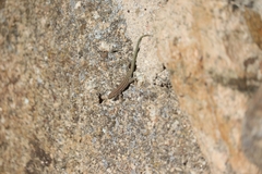 Podarcis guadarramae guadarramae