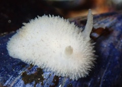 Acanthodoris pilosa